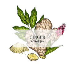 Wall Mural - Hand drawn ginger root and leaves. Engraved colored vector banner. healing. Food ingredient, aromatherapy, cooking. For cosmetic package design, medicinal herb, treating, healt care.