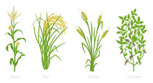 Agricultural Crops. Rye, Rice Maize Wheat And Soybean Plant. Vector Illustration. Secale Cereale. Agriculture Cultivated Plant. Green Leaves. Flat Color Illustration Clipart On White Background.