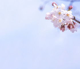 Sticker - Beautiful yoshino cherry blossoms sakura (Prunus × yedoensis) tree bloom in spring in the castle park, copy space, close up, macro.