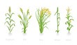 Grain cereal agricultural crops. Sorghum rye rice maize and wheat plant. Vector illustration. Secale cereale. Agriculture cultivated plant. Green leaves.