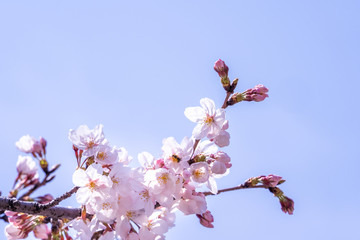 Sticker - Beautiful yoshino cherry blossoms sakura (Prunus × yedoensis) tree bloom in spring in the castle park, copy space, close up, macro.