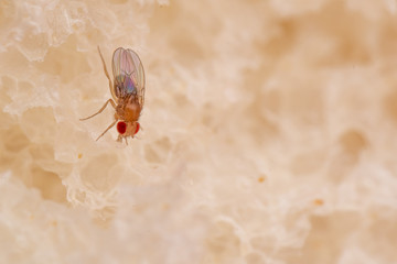 Vinegar fruit flies, Drosophila, a common kitchen pest feeding on food scraps