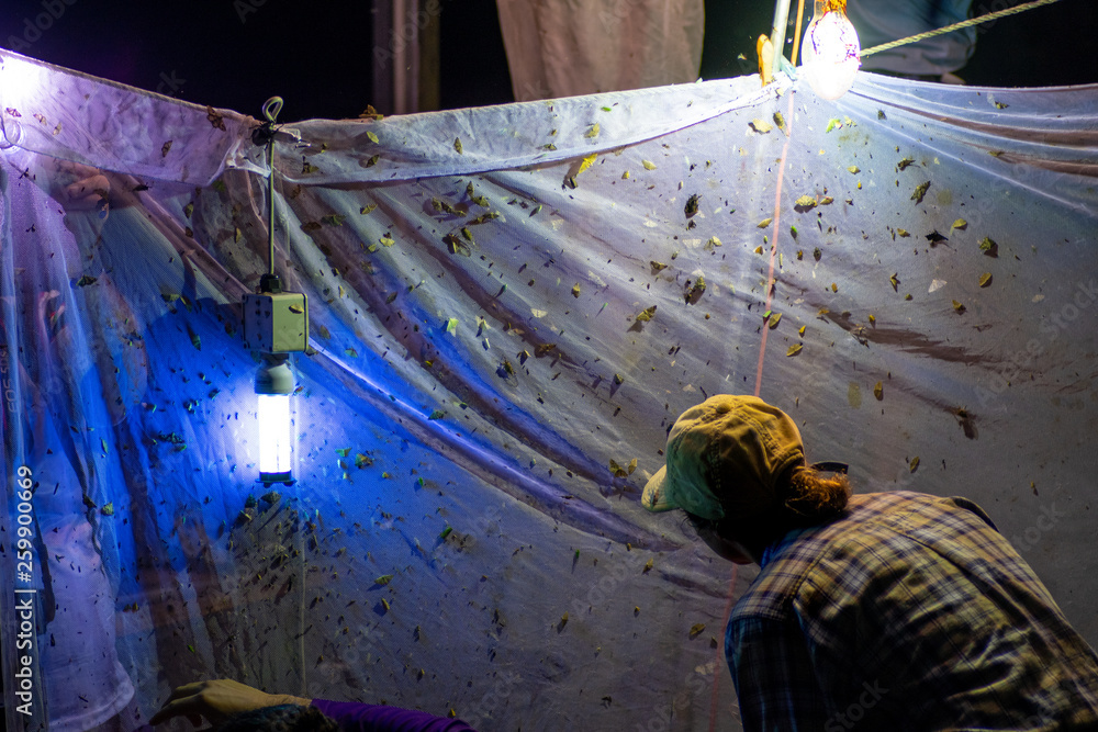 Entomologists, insect scientists, collecting moths, beetles and other ...