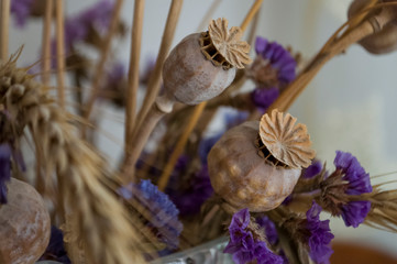 Poppy boxes, dry violet flowers and gold spike. Still life