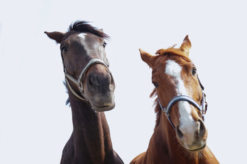 Naklejka na meble Horse Family