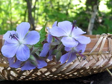 Blue Flowers Of Forest Geranium