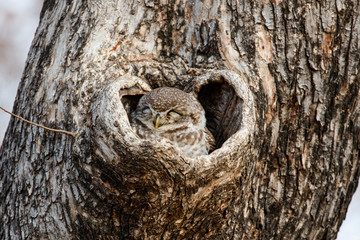 Spotted Owlet