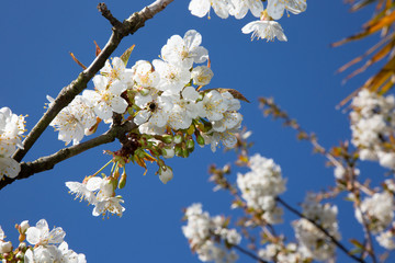 Beautiful cherry  floral spring abstract background of nature in spring