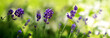 Sunshine on blue lavender flowers. Nature background.