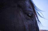 Fototapeta Konie - Close portrait of a black horse against the sky