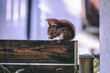 Squirrel eating a walnut on a gardenwall