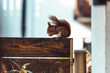Squirrel eating a walnut on a gardenwall