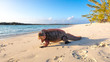 Echsen am Strand von Exuma, Bahamas