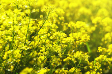 Yellow Flowers Of Barbarea Vulgaris (Herb Barbara, Winter Cress Or Yellow Rocket). Close-up