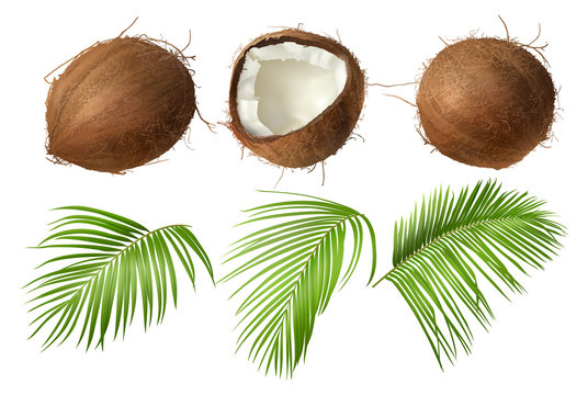 coconut realistic vector illustration, whole and half cracked broken coco nut with green palm leaves
