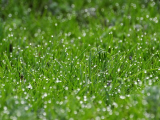 Drops of dew on blades of grass