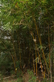 Fototapeta Dziecięca - Bamboo shrub growing in wet marsh in Uganda, a tropical african country.