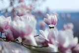 Fototapeta Kwiaty - Natural spring flower, many blooming beauty flowers