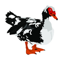 Portrait Of Muscovy Ducks Or Musky Duck, Cairina Moschata. Duck Vector Male Isolated On White Background. 