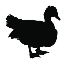 Portrait Of Muscovy Ducks Or Musky Duck, Cairina Moschata. Duck Vector Silhouette Male Isolated On White Background. Farm Animal. Mail Of Domestic Bird.