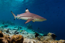 Blacktip Reef Shark (Carcharhinus Melanopterus) Swims Along The Reef Edge In The Tropical Sea