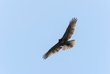 Fototapeta Tęcza - Swainson's Hawk in flight against blue sky