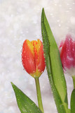 Fototapeta Tulipany - Spring flowers with drops on a light background, coziness of a new village house and a sunny bright morning