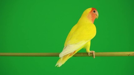 Wall Mural - Pink-cheeked parrot on green background