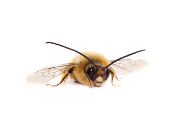 bee isolated on white background