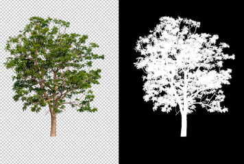 Aufkleber - single tree on transparent picture background with clipping path, single tree with clipping path and alpha channel on black background