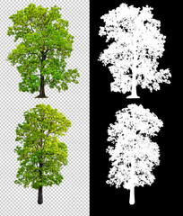 Aufkleber - single tree on transparent picture background with clipping path, single tree with clipping path and alpha channel on black background