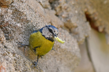 Poster - Mésange bleue