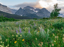 Lupine And Wildflowers In Field In Front Of Mountains