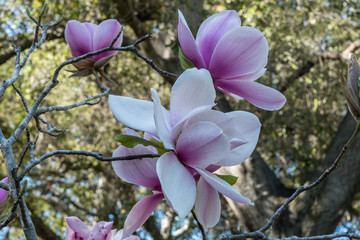 Wall Mural - Beautiful giant pink magnolia flowers in springtime, Southern California