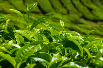 Tea plantation field on mountain hill at Cameron highland