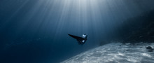 Woman Freediver Glides In The Depth Among The School Of Fish Over The Sandy Bottom With Sun Rays Shining Through The Water