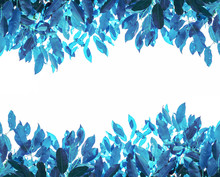 Colorful Blue Leaves, On White Backgrounds