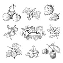 Hand Drawn Berries. Cherry Blueberry Strawberry Blackberry Vintage Drawing, Berry Sketch Drawing. Vector Graphic Templates