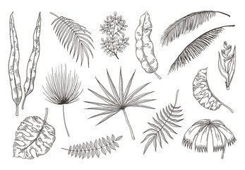 Hand drawn exotic leaves. Tropical plants, nature floral drawing, monstera and banana palm leaves. Vector tropical set