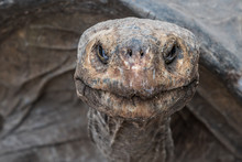 Galapagos Giant Tortoise Head Shot On Galapagos Islands. Animals, Nature And Wildlife Close Up Of Tortoise In The Highlands Of Galapagos, Ecuador, South America. 
