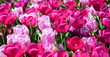 canvas print picture - Tulpen in Rosa und Pink - der Frühling ist da