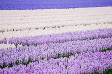 Landscape Of 3 Colour Hyacinths Field - Blue White And Violet 