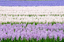 Landscape Of 3 Colour Hyacinths Field - Blue White And Violet