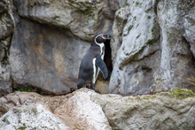 Humboldt Penguin, Spheniscus Humboldti Or Peruvian Penguin