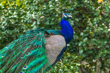 peacock with feathers out