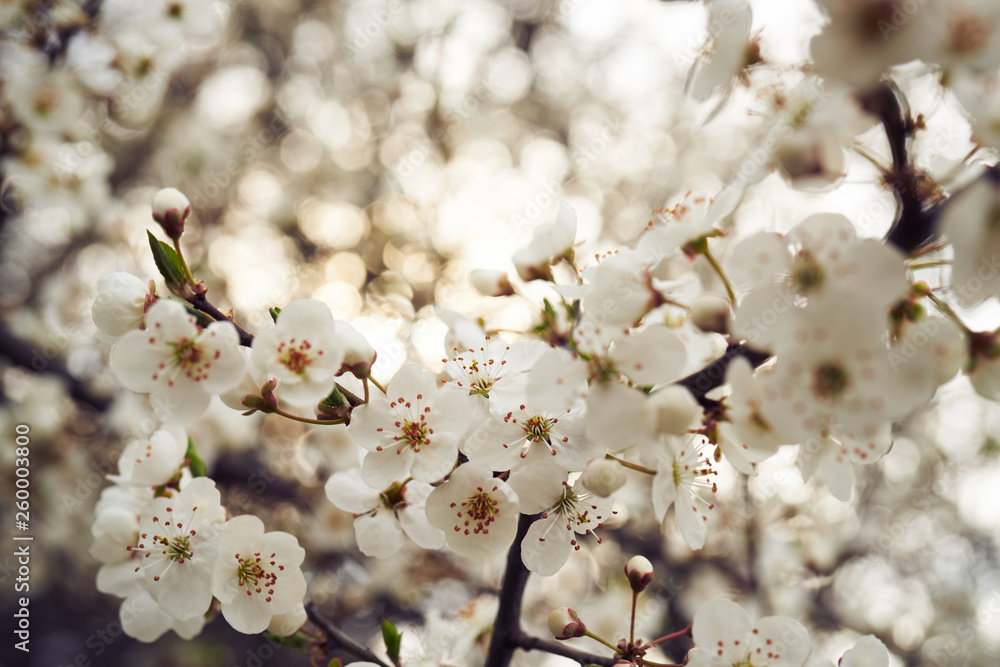 Wiosna rozkwitające kwiaty w słońcu - obrazy, fototapety, plakaty 