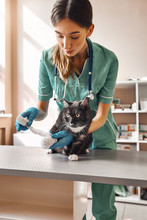 Be Patient A Little. Vertical Photo Of Professional Female Veterinarian Bandaging A Paw Of A Big Black Cat Lying On The Table In Veterinary Clinic.