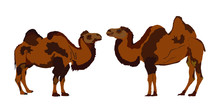 Standing Bactrian Camel Vector Isolated On White. Camel  Vector Illustration. (Camelus Bactrianus). Camel Couple In Love. Happy Valentines Day.