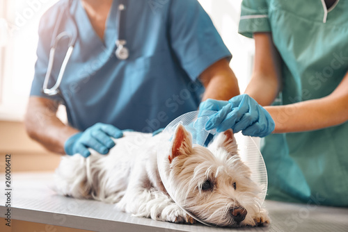 Fototapeta na szkło It doesn't hurt at all. Hands of two veterinarians in protective gloves putting on a protective plastic collar on a small dog lying on the table in veterinary clinic