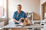 Fototapeta  - My best patient. Cheerful middle aged male vet in work uniform holding a pug and smiling while standing at veterinary clinic